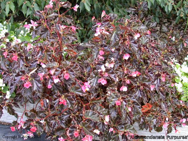 B. ‘Richmondensis Purpurea’